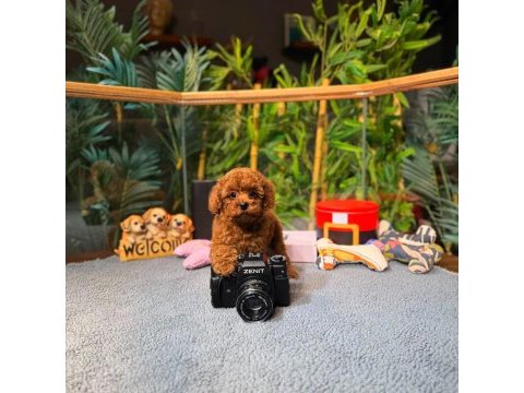Kore kan toy poodle oğlumuz simba