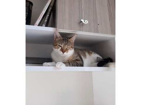 Kedimiz kader yeni kaderini arıyor dişi