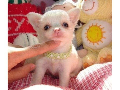 Garantili safkan mini teacup şivava elma kafa bebekler