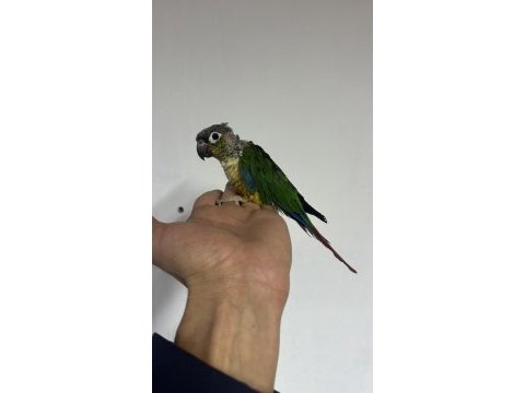 4 yaşında yarı evcil erkek konur papağanı