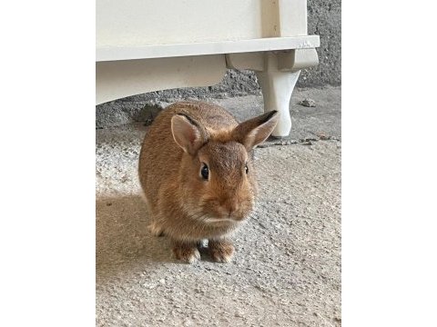 Lop cüce tavşan