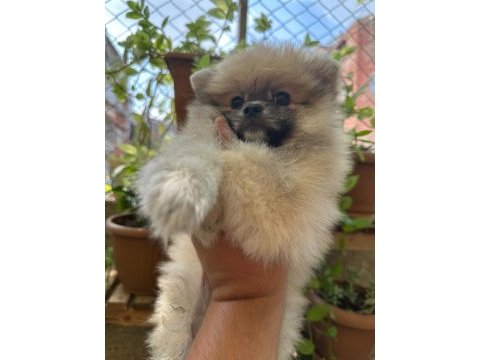 Pomeranian dişi prensesimiz