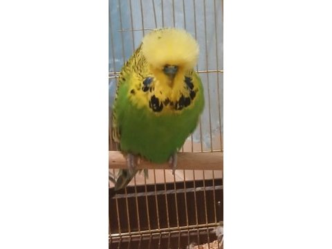 Show erkek muhabbet kuşu