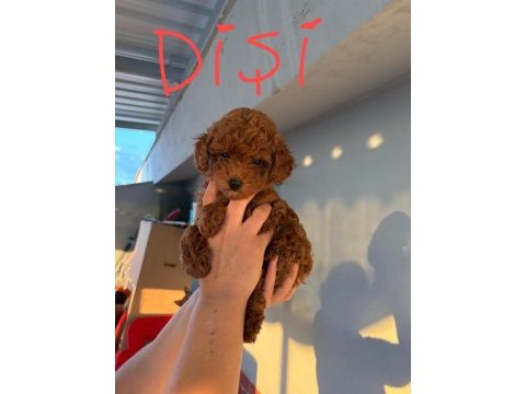 2 dişi ve 1 erkek toy poodle yavrular