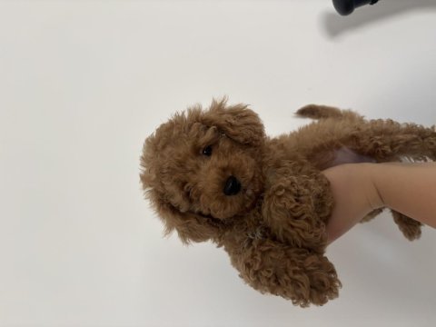 Dişi toy poodle
