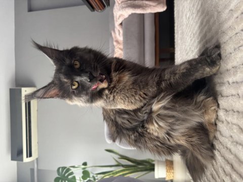 4 aylık safkan maine coon