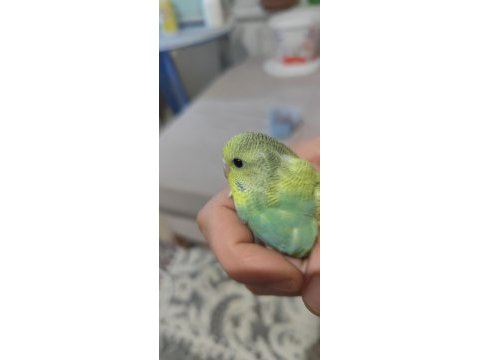 Yeni yeme düşen renk güzeli spangle muhabbet yavrular