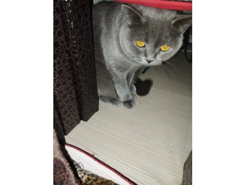 British shorthair kızımıza eş arıyoruz