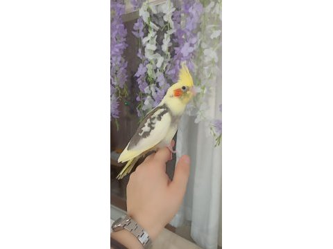 Yeme düşmüş 4 haftalık sultan papağanları