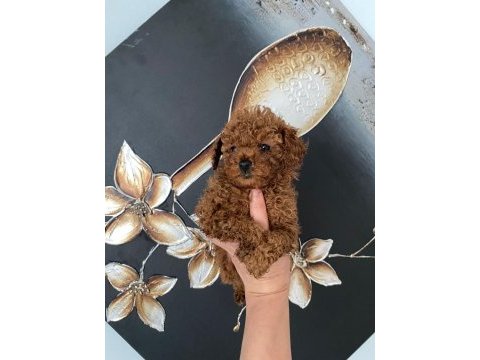 Kıvır kıvır orjinal poodle minişlerim