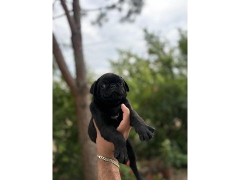 68 günlük pink carrier pug mops bebekler dişi-erkek