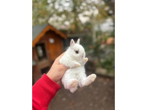 Hollanda lop tavşanlar