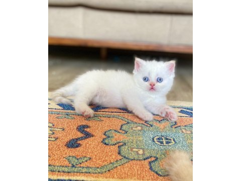 A kalite british shorthair red point