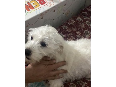 Yavru maltese terrier