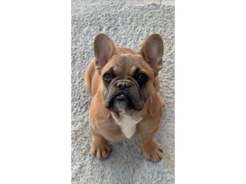 Safkan french bulldog