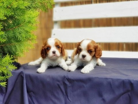 Cavalier king charles yavrusu