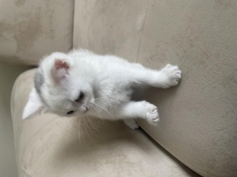 Bembeyaz iki aylık erkek british shorthair yavrumuz