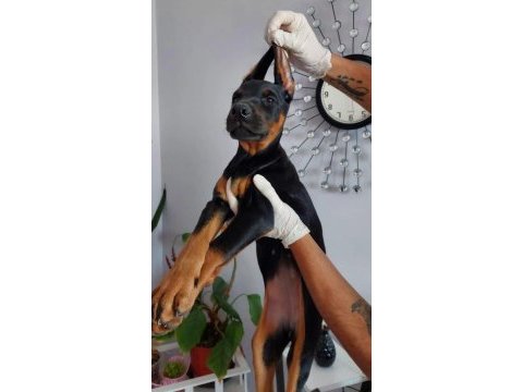 A kalite king doberman safkan dişi ve erkek