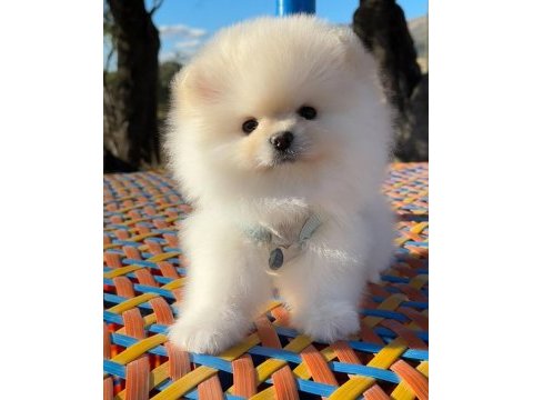 Pomeranian boo safkan 3 aylık