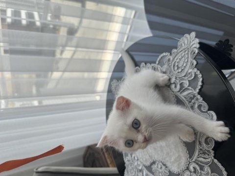 British shorthair scottish
