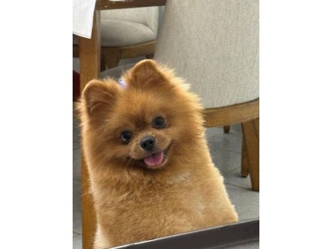 15 09 2022 doğumlu erkek pomeranian