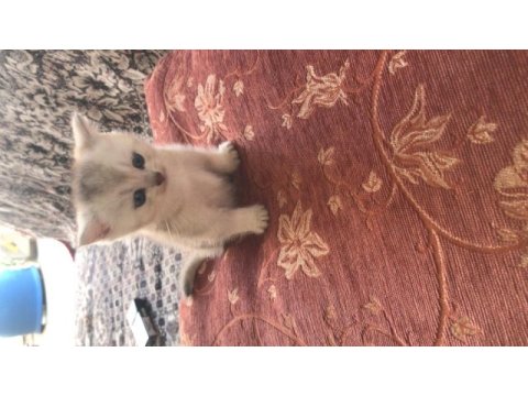 Orjinal british longhair yavrumu sahiplendiriyorum