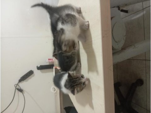 Yavru anneleri 2 ay boyunca emzirdi 4 adet yavru kedi