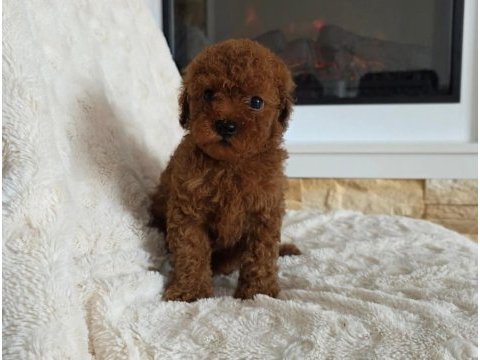Toypoodle aşılı mikroçipli yavrularımız 
