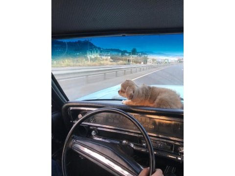 5 aylık rusya'da doğan oğlumuz chihuahua