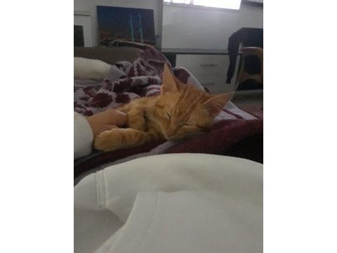 Ayaş çevresi kedi sahiplenmek isteyenler ulaşabilir