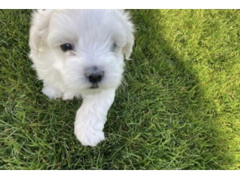 Maltese terrier yavrularız orjinal ırk garantilidir