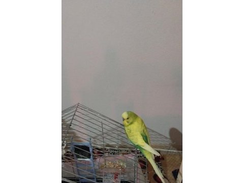 Erkek muhabbet kuşu