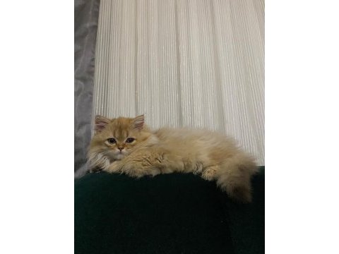 Tek kalan 3 aylık kedim