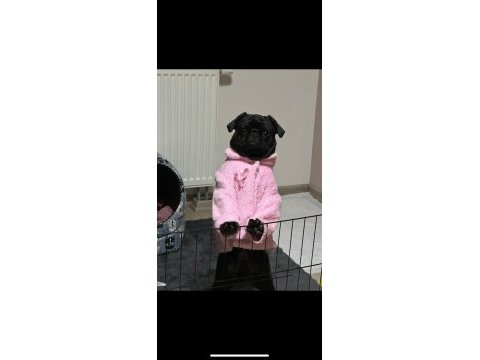 Mükemmel oyuncu pug