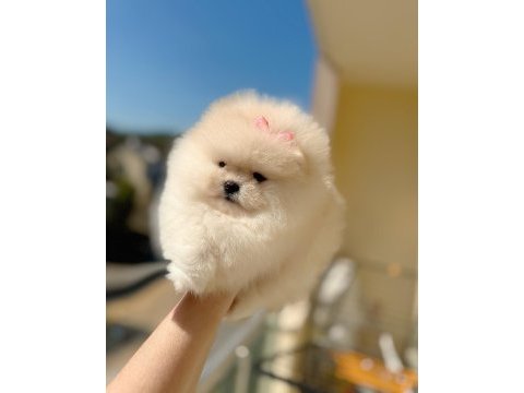 Sıfır burun ayı sürat dişi pomeranian