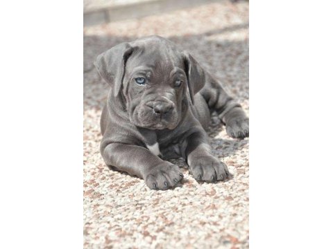 Dev cane corso yavrular