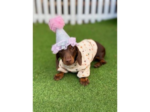 Hayalinizdeki minik sosis dachshund burada