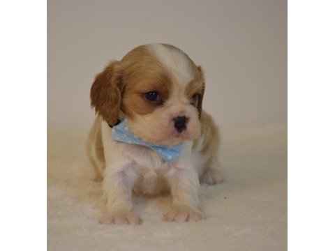 A kalite cavalier king charles yavrular