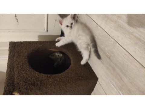 Çok oyuncu british shorthair miniğim