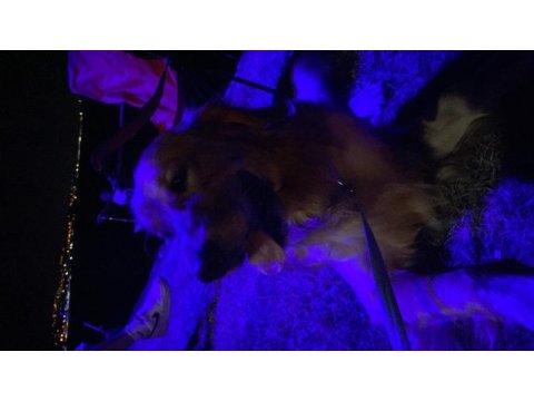 1,5 yaşında dünyalar tatlısı golden retriever yuva arıyor