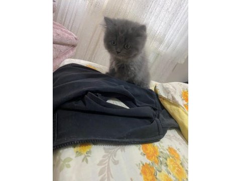 British longhair hera hanım