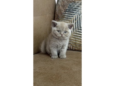 Orjinal british shorthair fawn erkek
