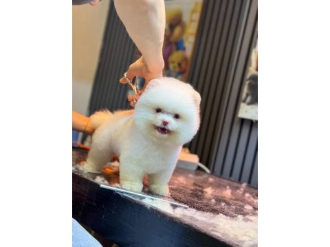Sağlık ve ırk garantili pomeranian