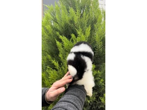 En özeli bizim olsun diyenlere three color pomeranian
