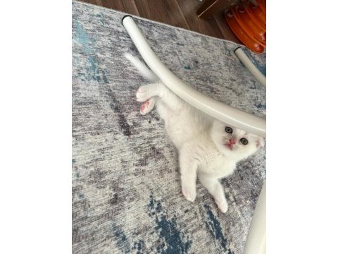 Minik scottish fold mutluluklar