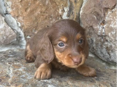 Longhair chocolate and tan dachshund uzun tüy