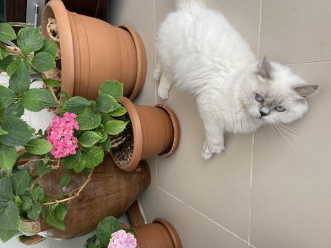 Yakışıklı erkek british longhair