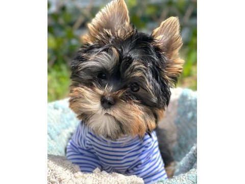 Evimizin akıllı şekeri yorkshire terrier