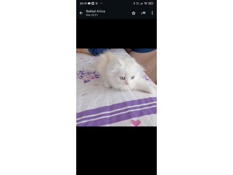Chinchilla yavrularımıza aile arıyoruz