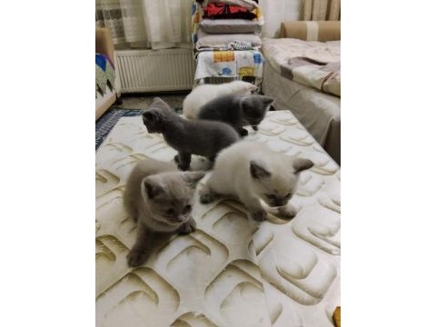 British shorthair kediler